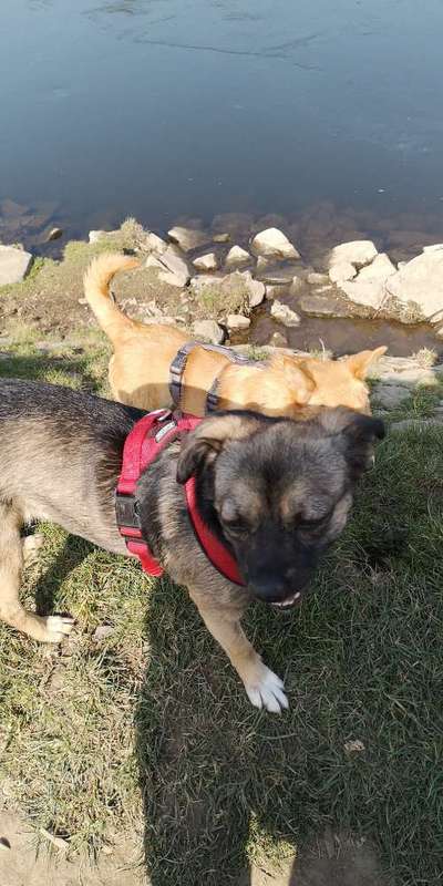 Mischlinge raten - Rätselspaß-Beitrag-Bild