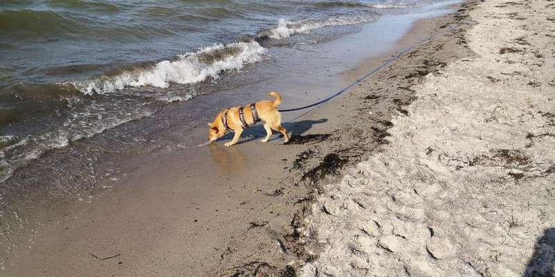 Dogorama Photo Challenge - Tierischer Urlaub-Beitrag-Bild