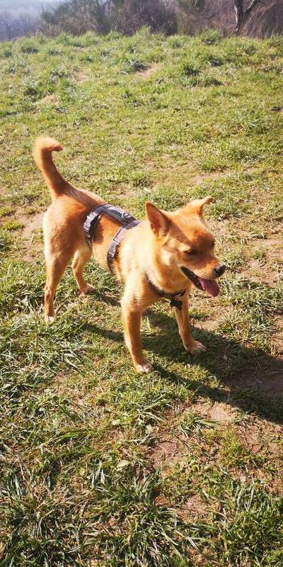 Mischlinge raten - Rätselspaß-Beitrag-Bild