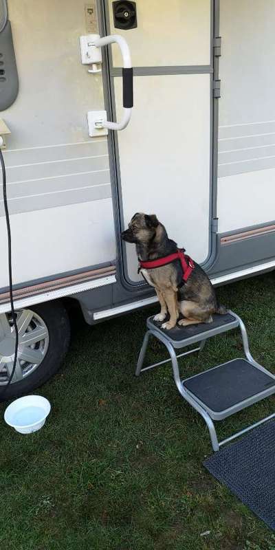 Dogorama Photo Challenge - Tierischer Urlaub-Beitrag-Bild