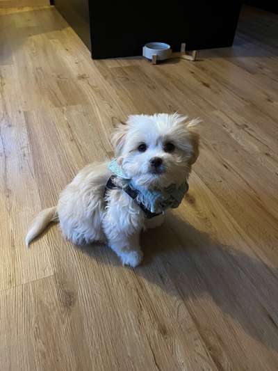 Maltipoo Freunde-Beitrag-Bild