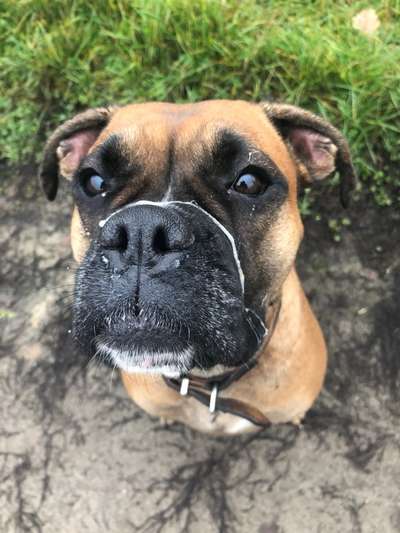 Fotochallenge sabbernder Hund-Beitrag-Bild