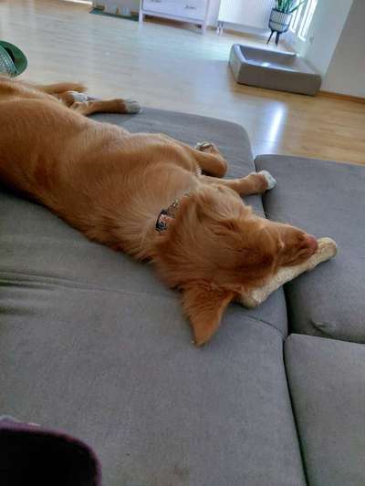 Dogorama Photo Challenge - Mein Holz und ich-Beitrag-Bild