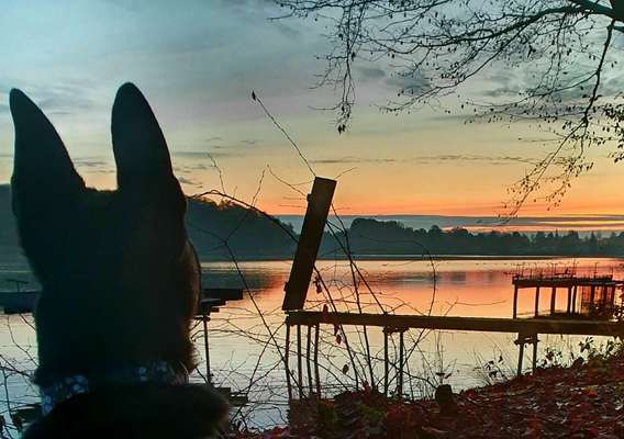 Die wunderschöne Welt mit Hund.-Beitrag-Bild