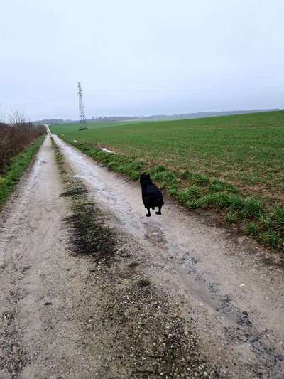 Zeige das lustigste Bild eures Hundis-Beitrag-Bild