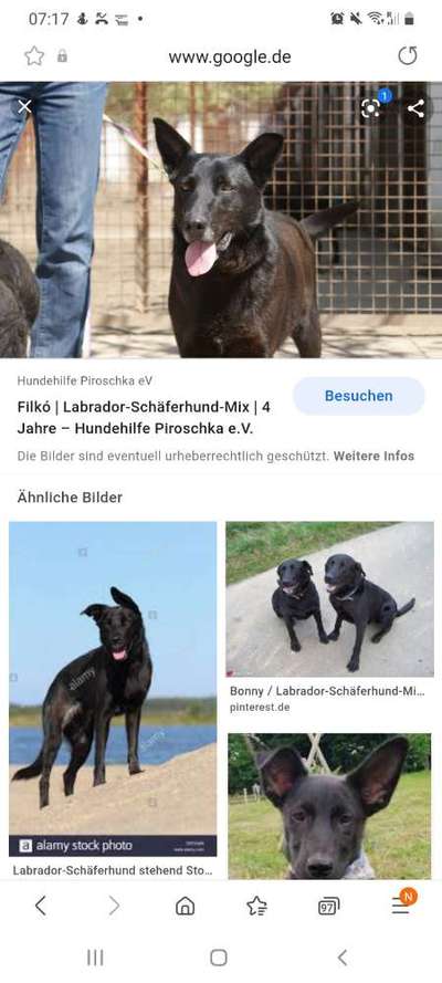 Hat oder hatte jemand einen ähnlichen Hund?-Beitrag-Bild