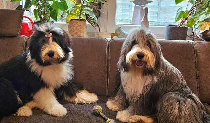 Hundetreffen-Suche Hunde zum Spielen - aller Altersklassen-Bild