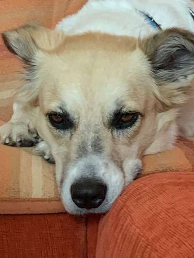 Dein Hund im Dogorama-Kalender 2021-Beitrag-Bild