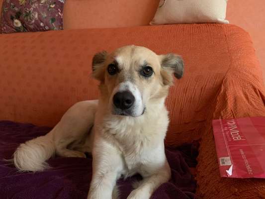 Welche Hunderasse-Beitrag-Bild