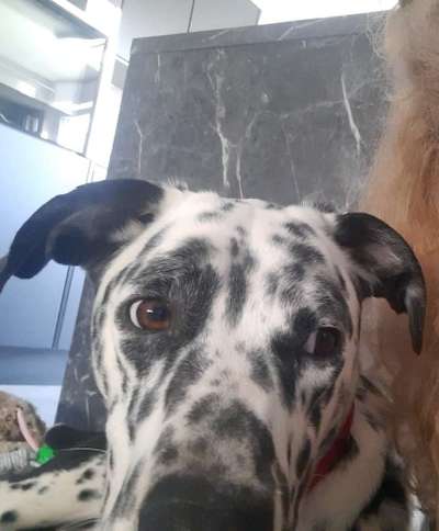 Auslandstierschutz-Beitrag-Bild