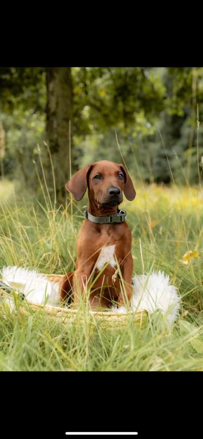 Hundetreffen-Kontrollierter Kontakt/ Spaziergang-Bild