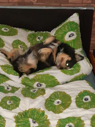 Gemeinsames Kuscheln im Bett!-Beitrag-Bild