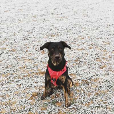 Labradorfans-Beitrag-Bild