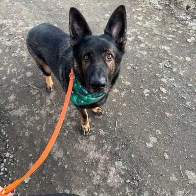 Hundetreffen-Gemeinsame Gassirunde-Bild