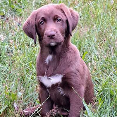 Hundetreffen-Welpentreff-Bild