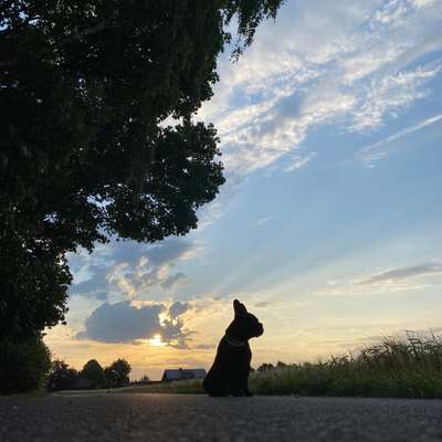 Hundetreffen-Bully Liebe-Bild