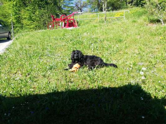 Die Dogorama Monats Challenge "Es grünt und blüht"-Beitrag-Bild