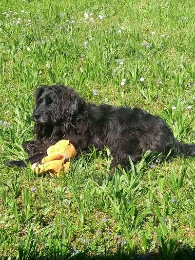 Die Dogorama Monats Challenge "Es grünt und blüht"-Beitrag-Bild