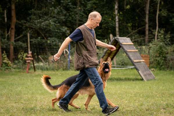 IGP- Fährten, Unterordnung, Schutzdienst-Beitrag-Bild
