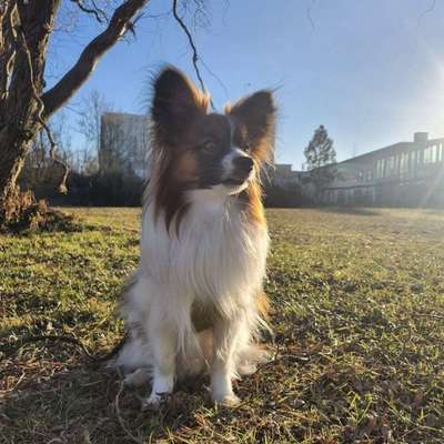 Hundetreffen-Hilfe beim Spazierengehen-Bild