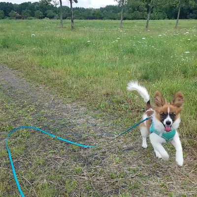 Hundetreffen-Gassi an Leine und Spielen zu Hause-Bild