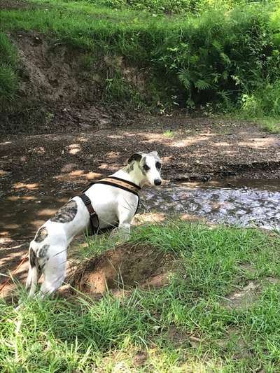 Windhunde - Treffen der besonderen Schönheiten
HERZLICH WILLKOMMEN-Beitrag-Bild