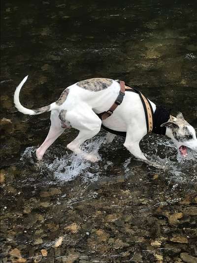 Gibt es auch Windhunde die nicht Wasserscheu sind?-Beitrag-Bild