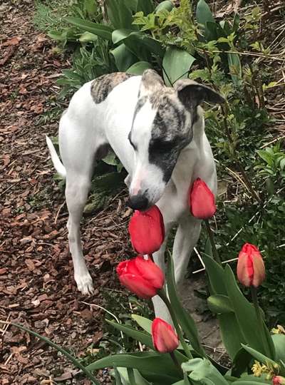 Die Dogorama Kalender Challenge Teil 3/4-Beitrag-Bild