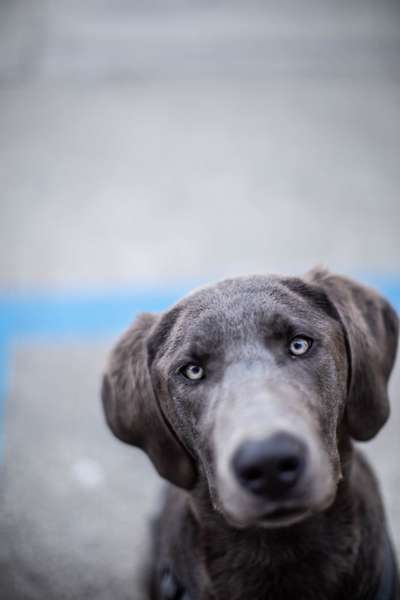 Dogorama Photo Challenge - Herzenshund-Beitrag-Bild