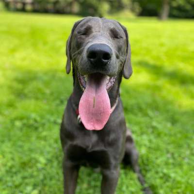 Hundetreffen-Gassi und Spielen-Bild