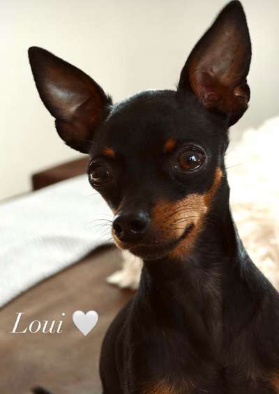 Prager Rattler-Beitrag-Bild