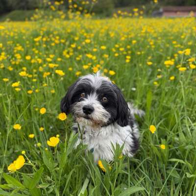 Hundetreffen-Gassirunde & Training-Bild