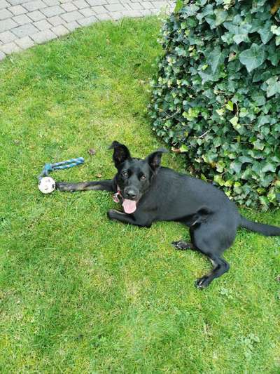 Labradorfans-Beitrag-Bild