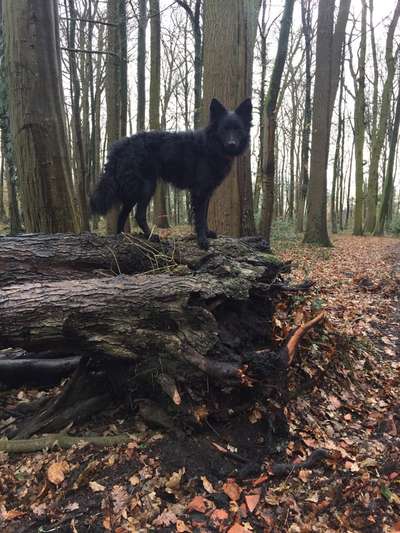 Seltene Rassen!-Beitrag-Bild