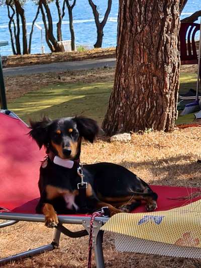 Hundetreffen-Spielen/toben/ ...und.mehr-Bild