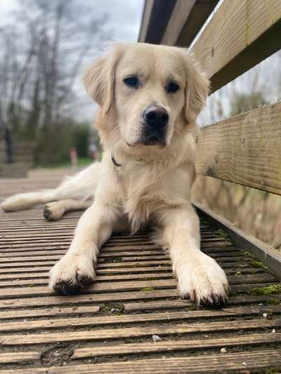 Wo sind die Golden Retriever Liebhaber?-Beitrag-Bild