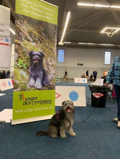 Berger des Pyrénéés-Beitrag-Bild