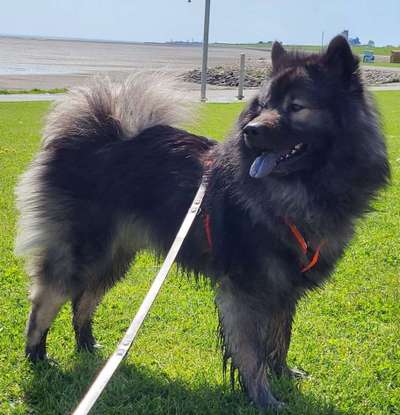 Vom Welpen zum Hund-Beitrag-Bild