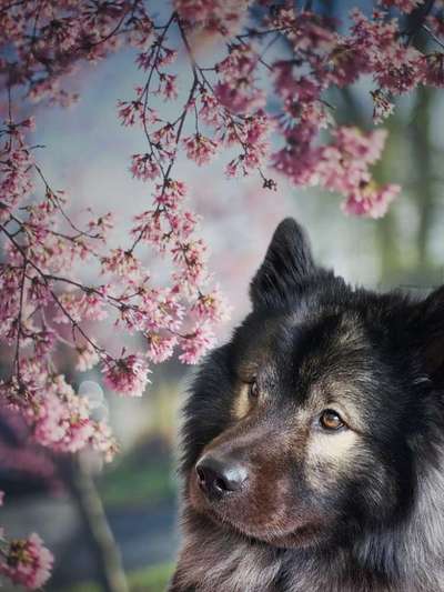 Photomontagen mit Hund-Beitrag-Bild