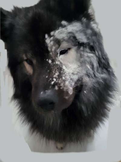 Fotowettbewerb ,,mein gruseliger Hund"-Beitrag-Bild