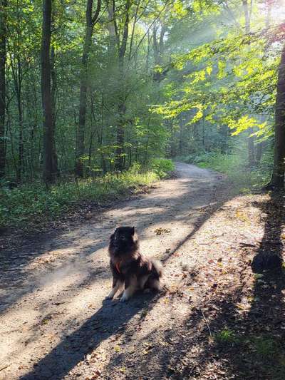 Foto -Challenge  Thema : Dein Hund Im Wald-Beitrag-Bild