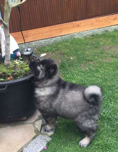 Vom Welpen zum Hund-Beitrag-Bild