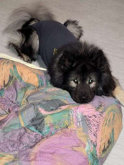 Dogorama Photo Challenge- genervter Blick-Beitrag-Bild