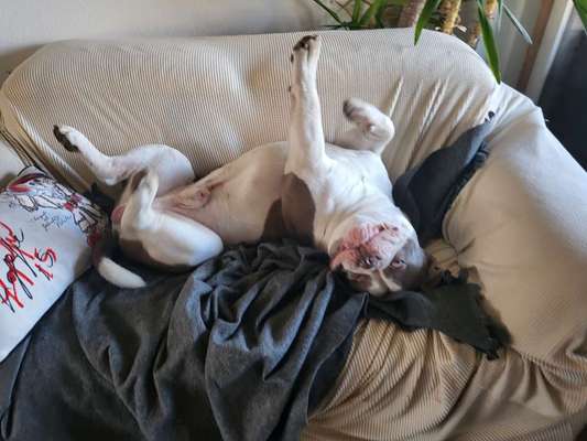 Olde English Bulldogge-Beitrag-Bild