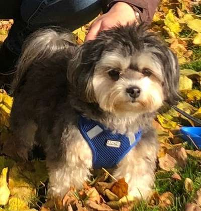 Wie kamt ihr auf die Rasse eures Hundes?-Beitrag-Bild