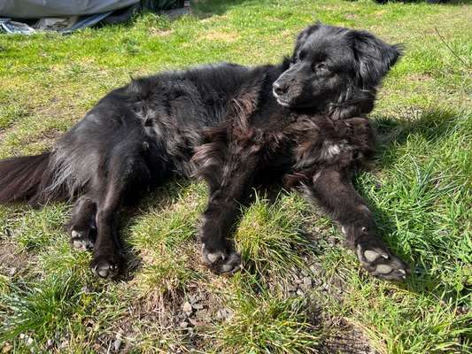 Wer hat Angst vor dem schwarzen Hund?-Beitrag-Bild