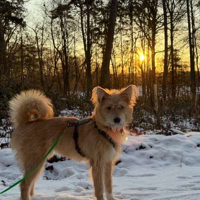 Hundetreffen-Hundekumpel für Gassi und Spielen-Bild