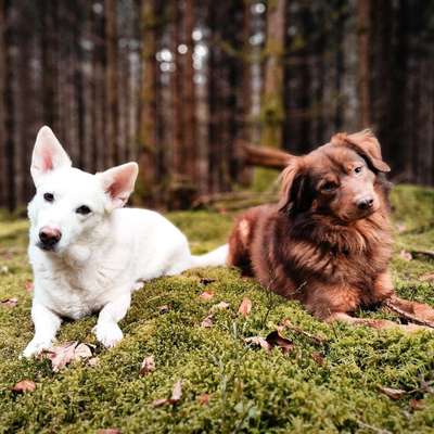 Hundetreffen-Gassirunden-Bild