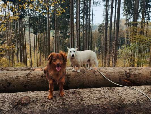 Hundetreffen-Gassirunden-Bild