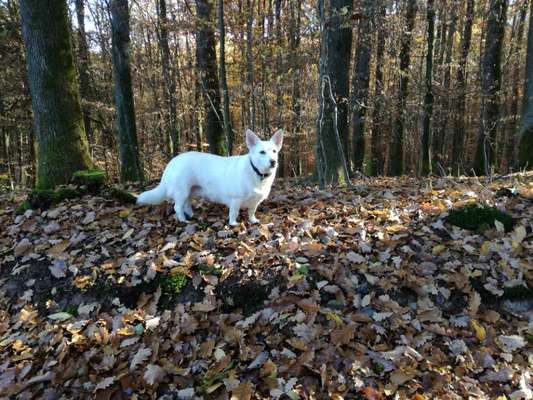 Corgis und ihre persönlichen Hofangestellten-Beitrag-Bild